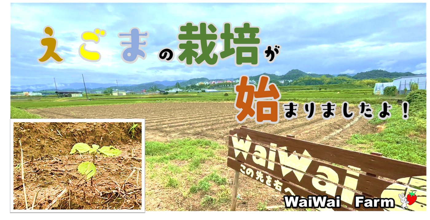 えごまの定植作業がはじまった畑